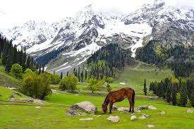 Honeymoon in Kashmir